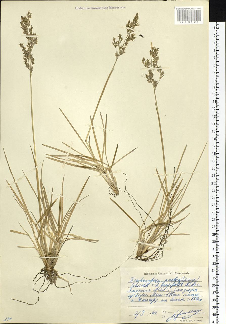 Deschampsia cespitosa subsp. septentrionalis Chiapella, Siberia, Yakutia (S5) (Russia)