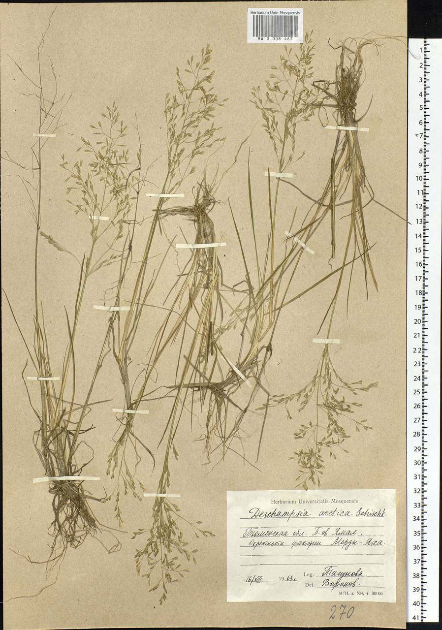 Deschampsia cespitosa subsp. septentrionalis Chiapella, Siberia, Western Siberia (S1) (Russia)