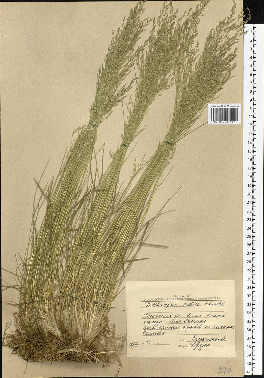 Deschampsia cespitosa subsp. septentrionalis Chiapella, Siberia, Western Siberia (S1) (Russia)