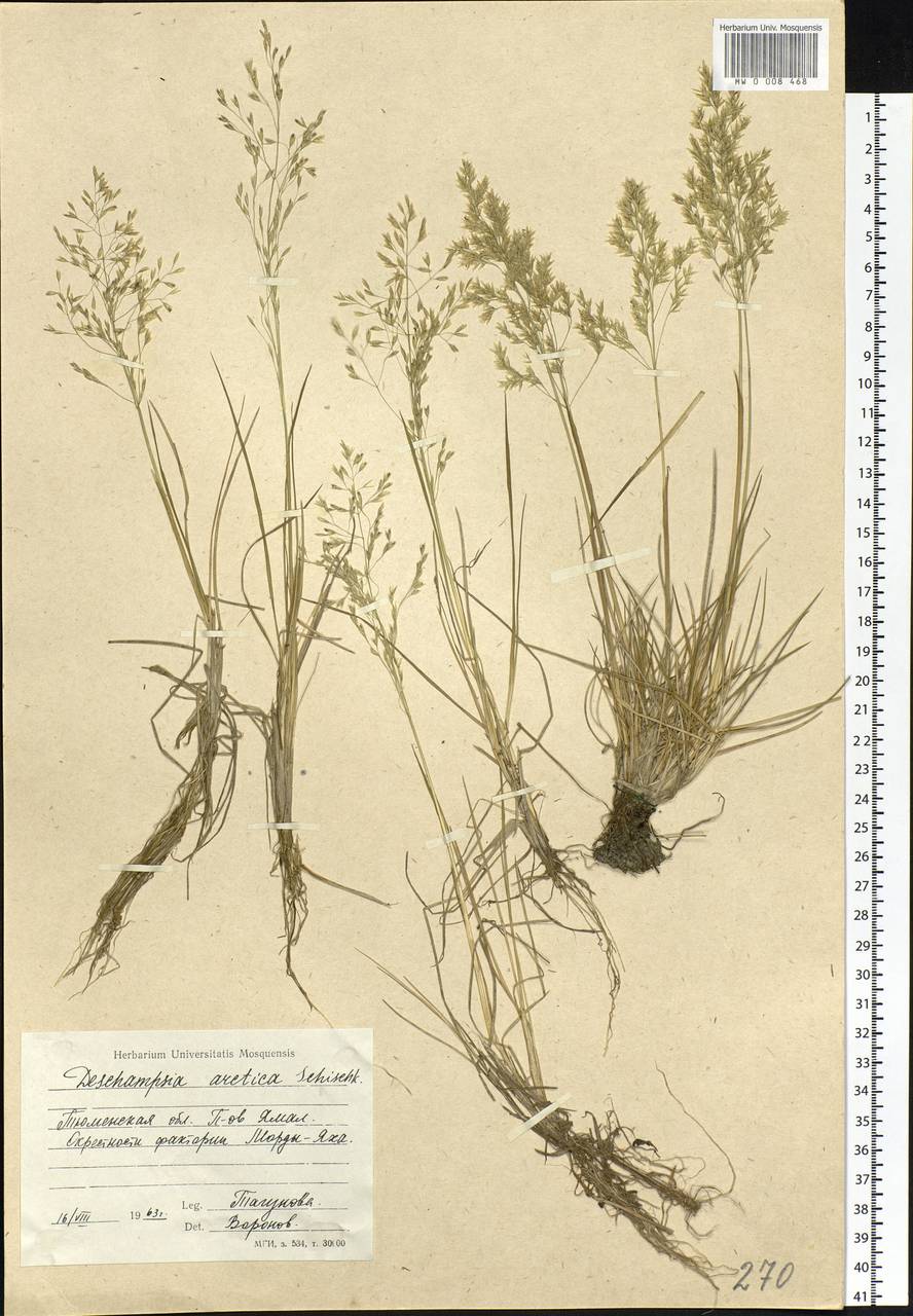 Deschampsia cespitosa subsp. septentrionalis Chiapella, Siberia, Western Siberia (S1) (Russia)