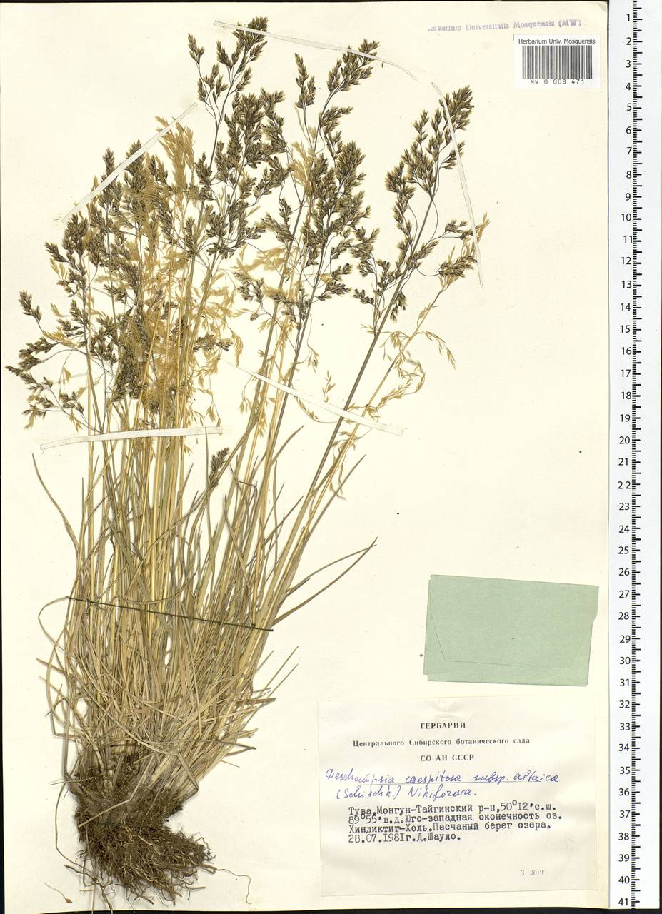 Deschampsia cespitosa subsp. cespitosa, Siberia, Altai & Sayany Mountains (S2) (Russia)