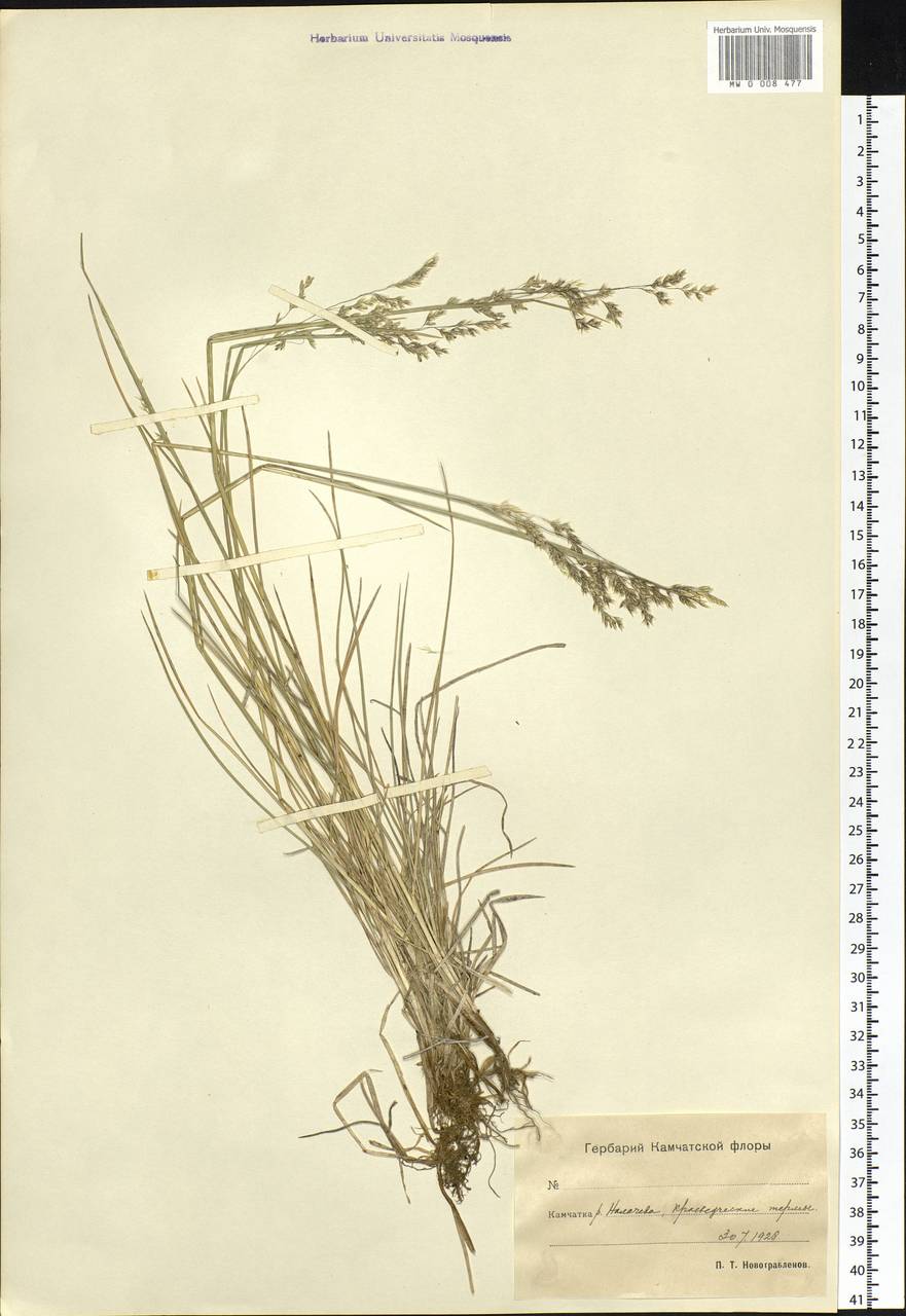 Deschampsia, Siberia, Chukotka & Kamchatka (S7) (Russia)