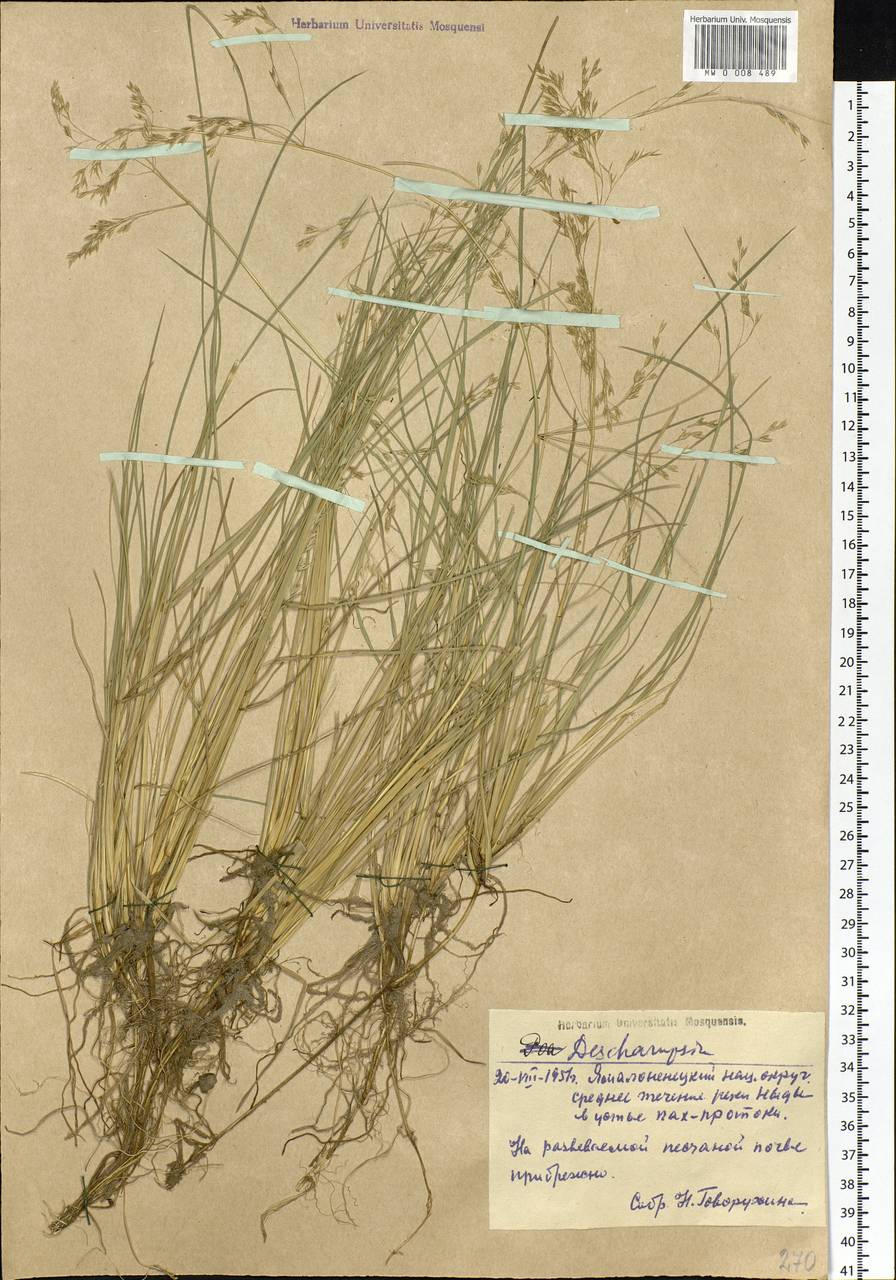 Deschampsia, Siberia, Western Siberia (S1) (Russia)