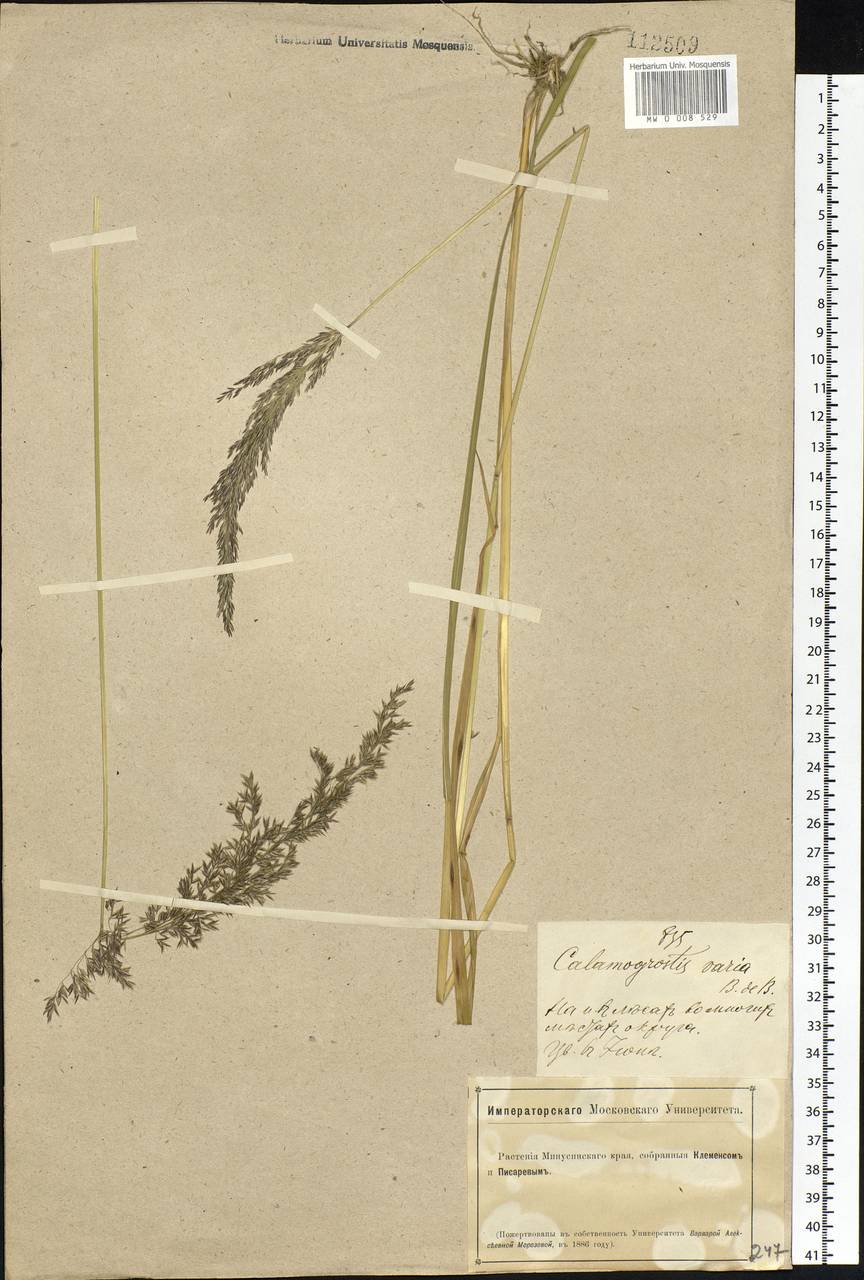 Calamagrostis varia (Schrad.) Host, Siberia, Altai & Sayany Mountains (S2) (Russia)