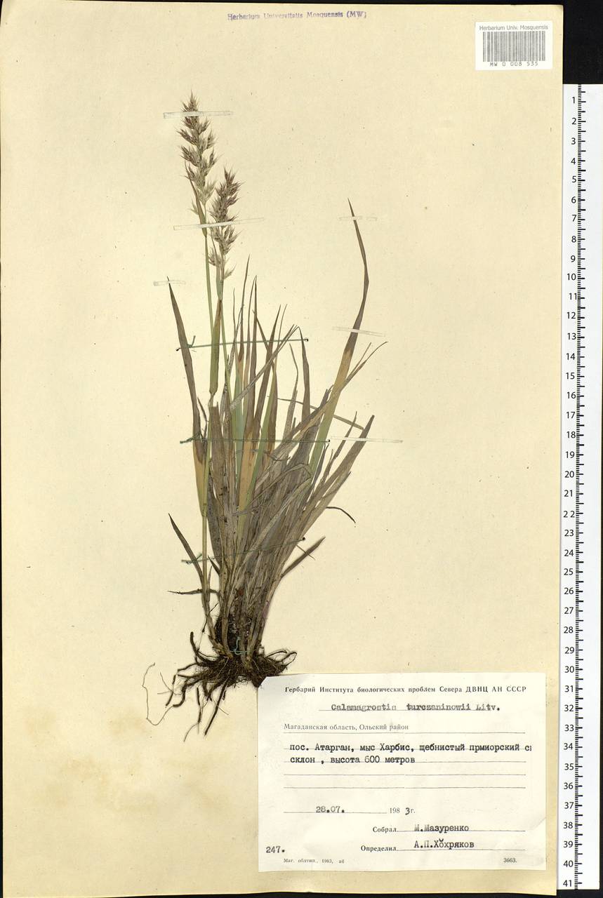 Calamagrostis korotkyi Litv., Siberia, Chukotka & Kamchatka (S7) (Russia)