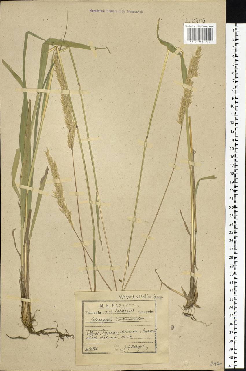 Calamagrostis korotkyi Litv., Siberia, Baikal & Transbaikal region (S4) (Russia)