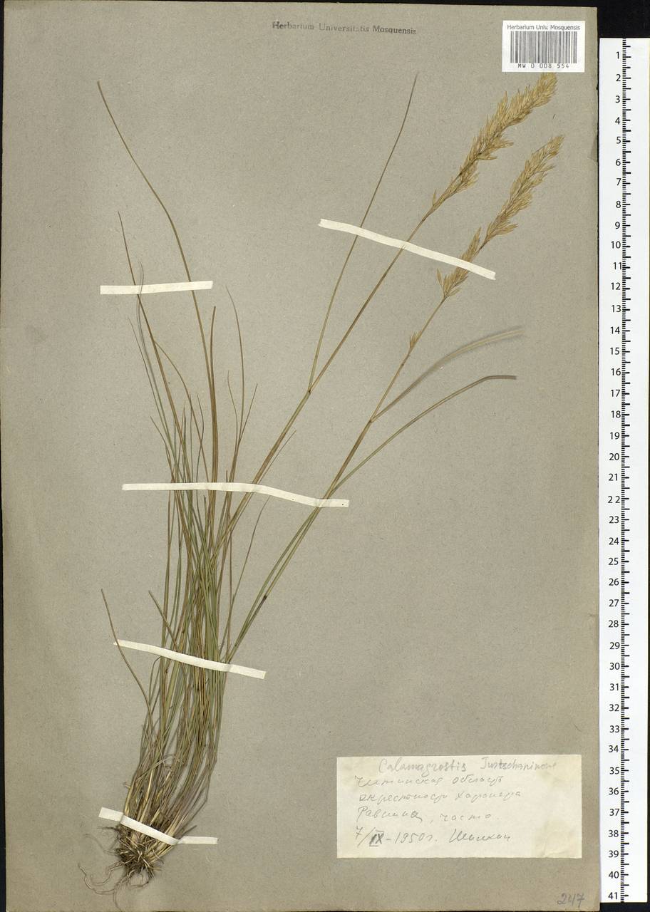 Calamagrostis korotkyi Litv., Siberia, Baikal & Transbaikal region (S4) (Russia)