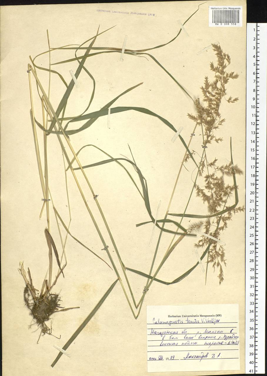 Calamagrostis tenuissima Charit., Siberia, Chukotka & Kamchatka (S7) (Russia)