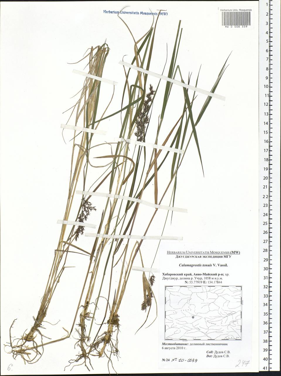 Calamagrostis angustifolia Kom., Siberia, Russian Far East (S6) (Russia)