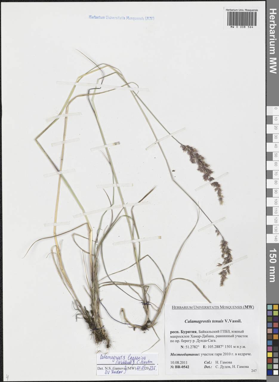 Calamagrostis lapponica (Wahlenb.) Hartm., Siberia, Baikal & Transbaikal region (S4) (Russia)