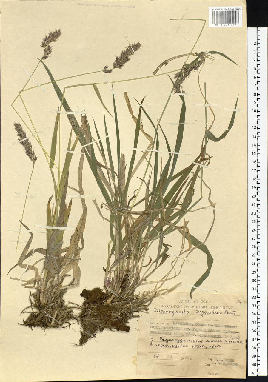 Calamagrostis arundinacea (L.) Roth, Siberia, Russian Far East (S6) (Russia)