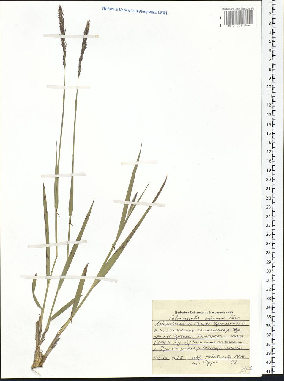 Calamagrostis arundinacea (L.) Roth, Siberia, Russian Far East (S6) (Russia)