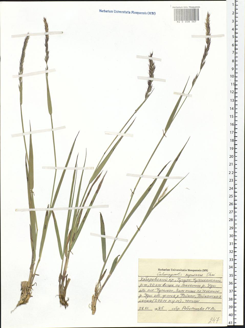 Calamagrostis arundinacea (L.) Roth, Siberia, Russian Far East (S6) (Russia)