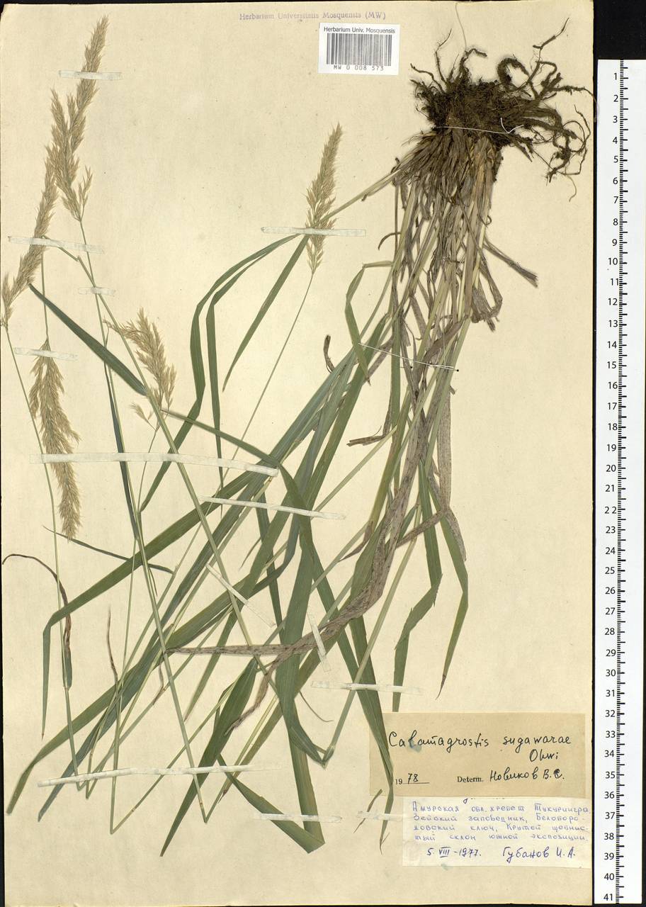 Calamagrostis arundinacea (L.) Roth, Siberia, Russian Far East (S6) (Russia)