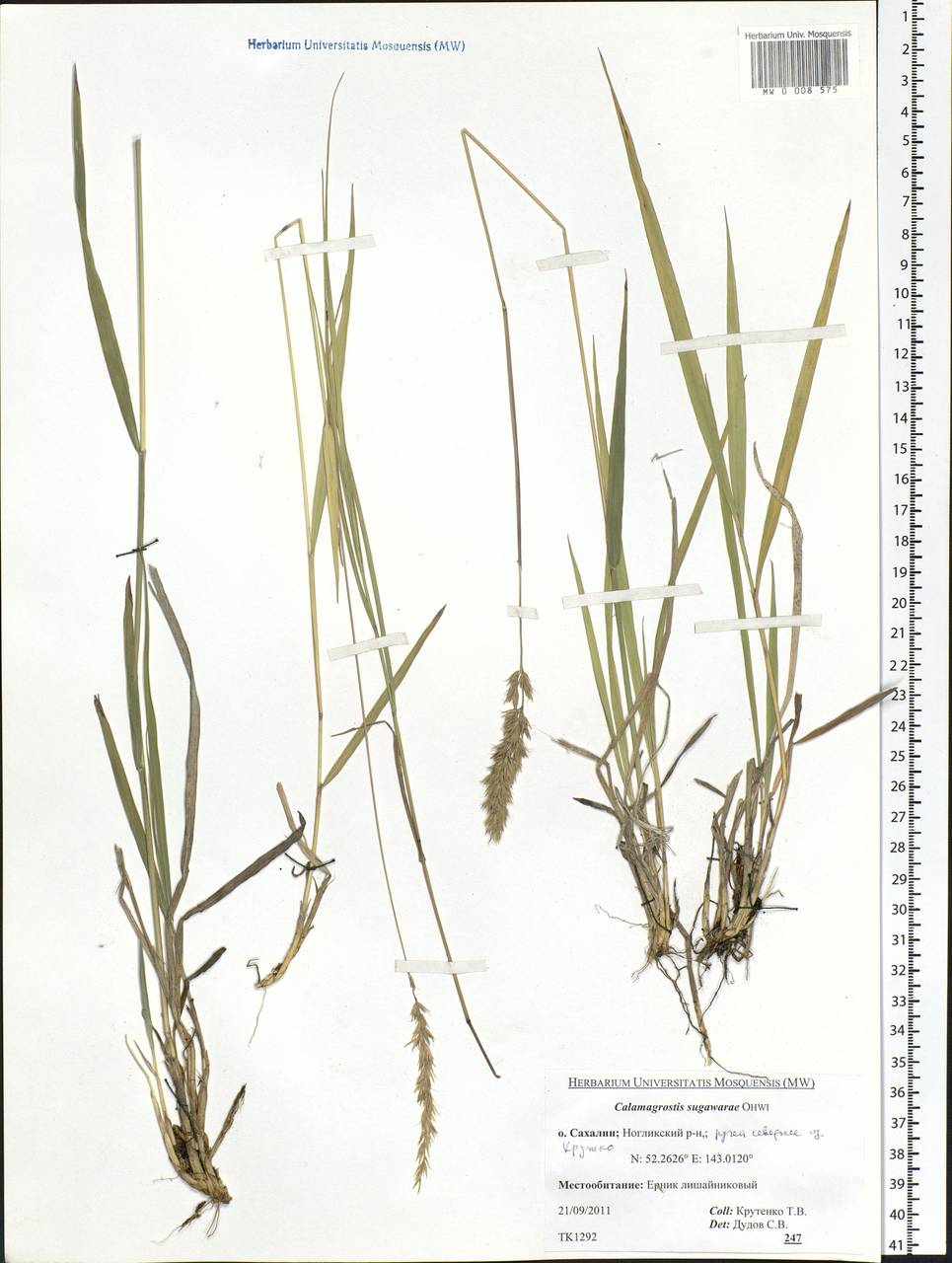 Calamagrostis arundinacea (L.) Roth, Siberia, Russian Far East (S6) (Russia)