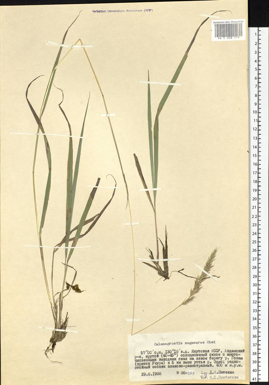 Calamagrostis arundinacea (L.) Roth, Siberia, Yakutia (S5) (Russia)