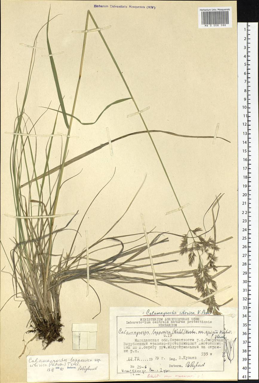 Calamagrostis lapponica (Wahlenb.) Hartm., Siberia, Chukotka & Kamchatka (S7) (Russia)