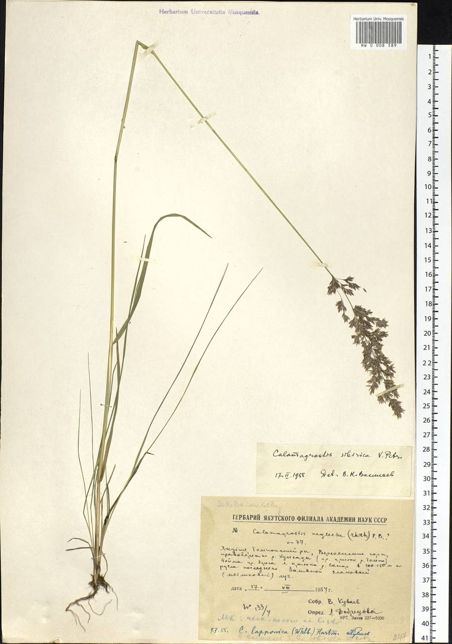 Calamagrostis lapponica (Wahlenb.) Hartm., Siberia, Yakutia (S5) (Russia)