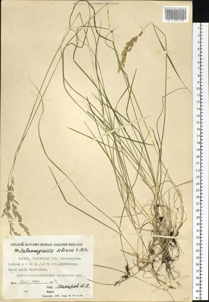 Calamagrostis lapponica (Wahlenb.) Hartm., Siberia, Yakutia (S5) (Russia)