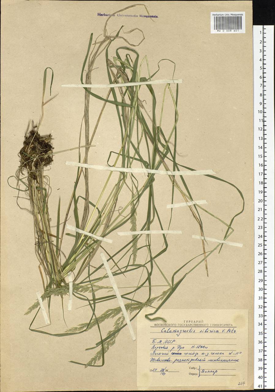 Calamagrostis lapponica (Wahlenb.) Hartm., Siberia, Baikal & Transbaikal region (S4) (Russia)