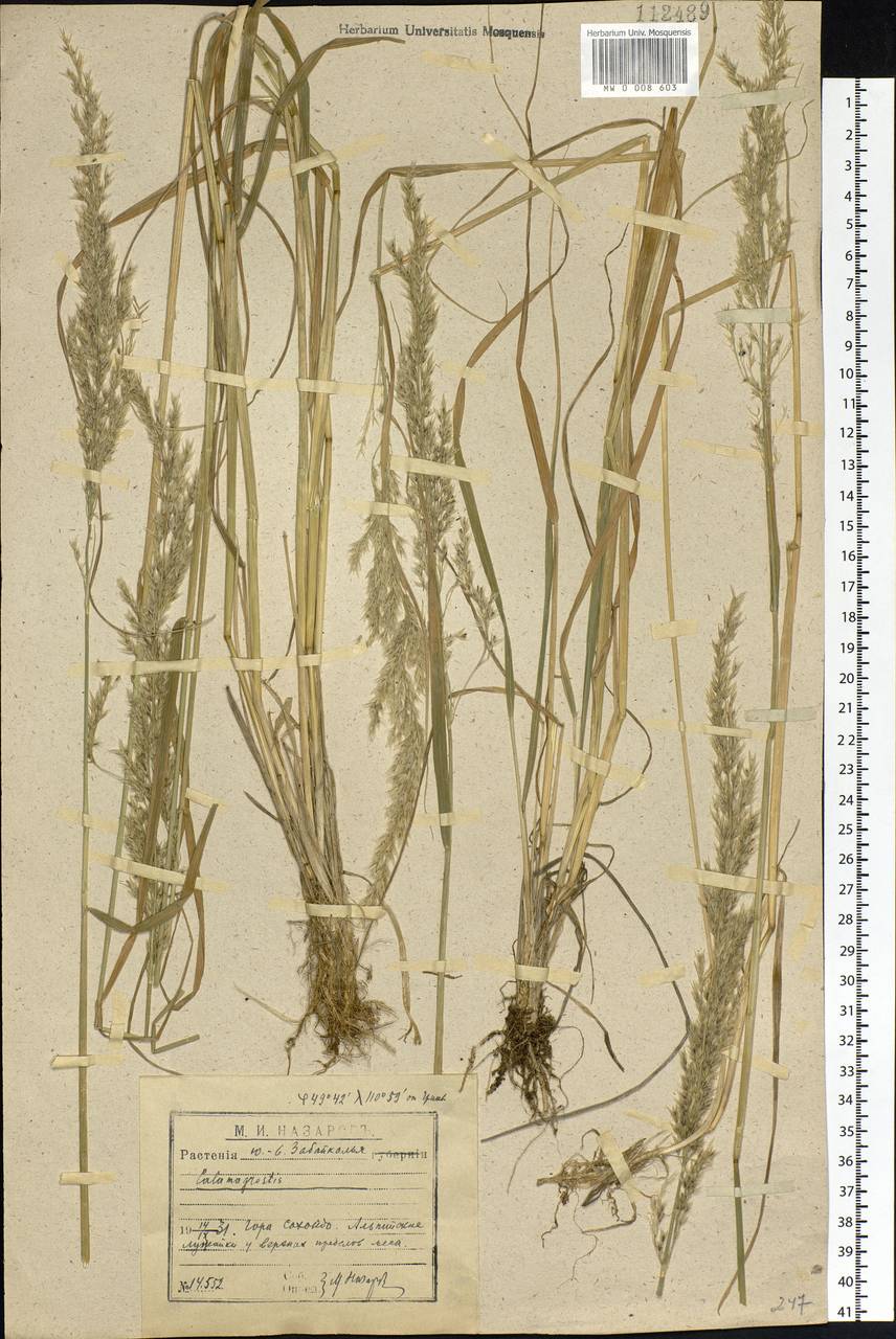 Calamagrostis lapponica (Wahlenb.) Hartm., Siberia, Baikal & Transbaikal region (S4) (Russia)