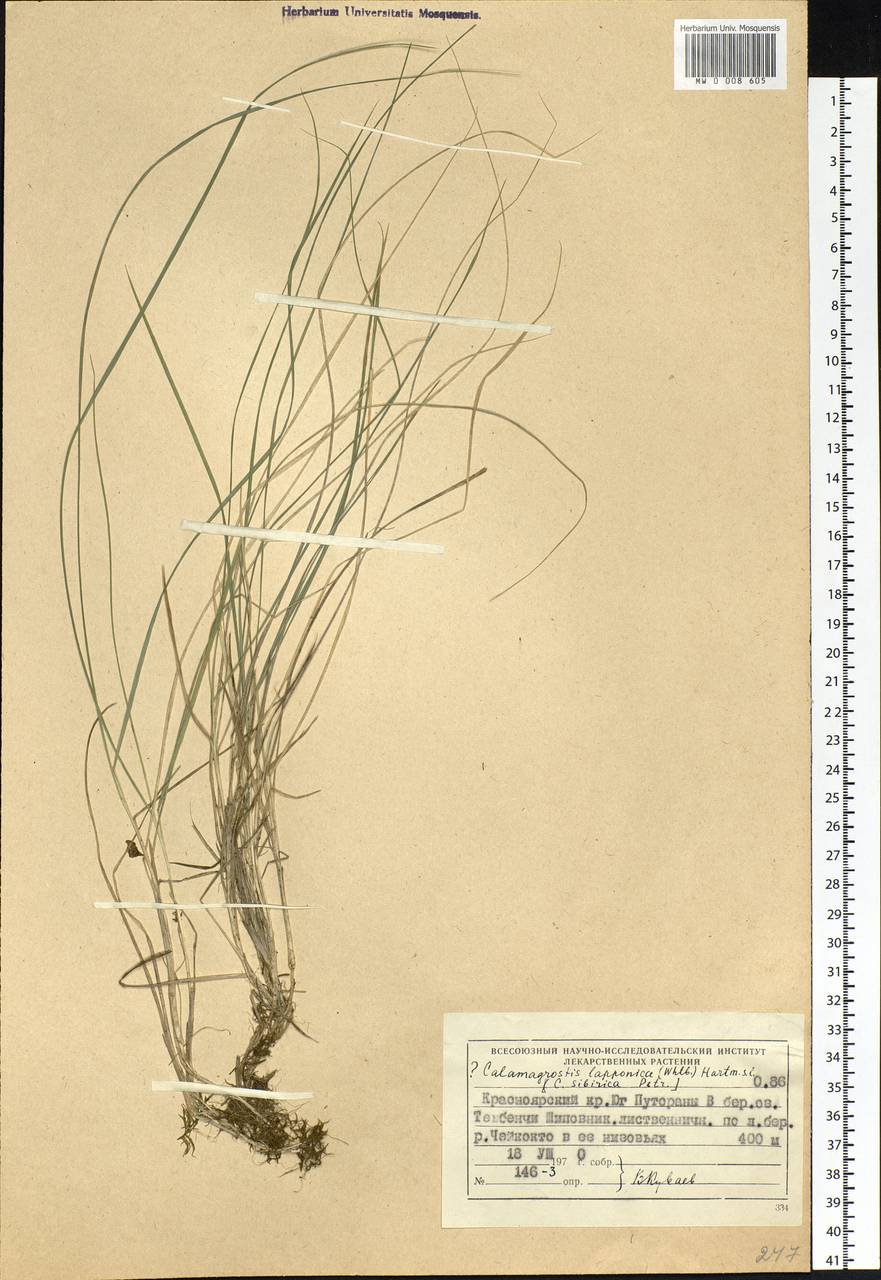 Calamagrostis lapponica (Wahlenb.) Hartm., Siberia, Central Siberia (S3) (Russia)