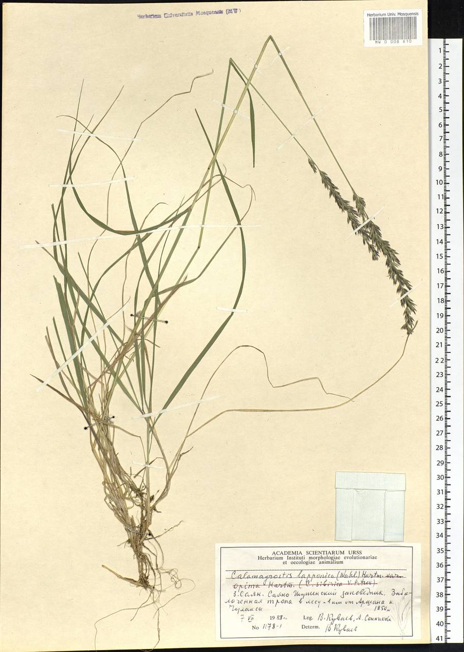 Calamagrostis lapponica (Wahlenb.) Hartm., Siberia, Altai & Sayany Mountains (S2) (Russia)