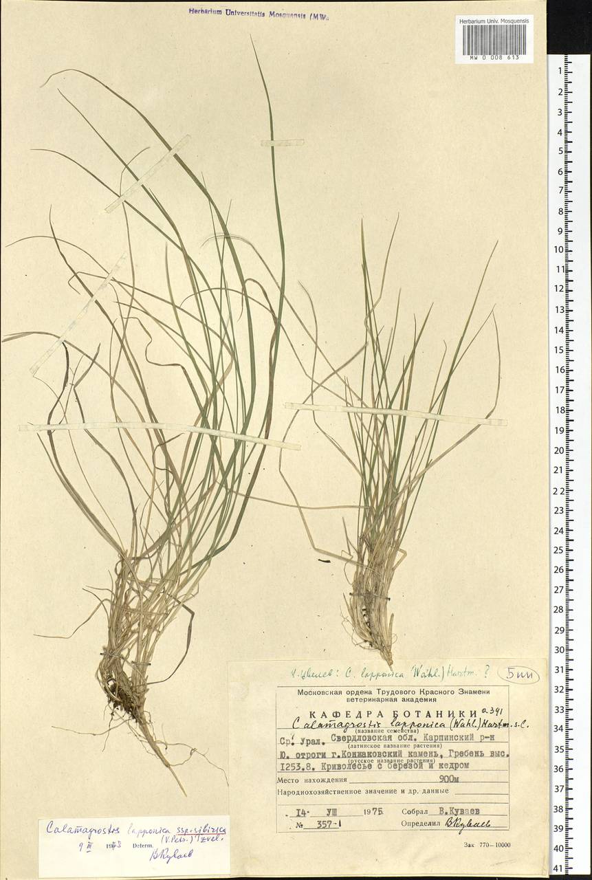 Calamagrostis lapponica (Wahlenb.) Hartm., Eastern Europe, Eastern region (E10) (Russia)