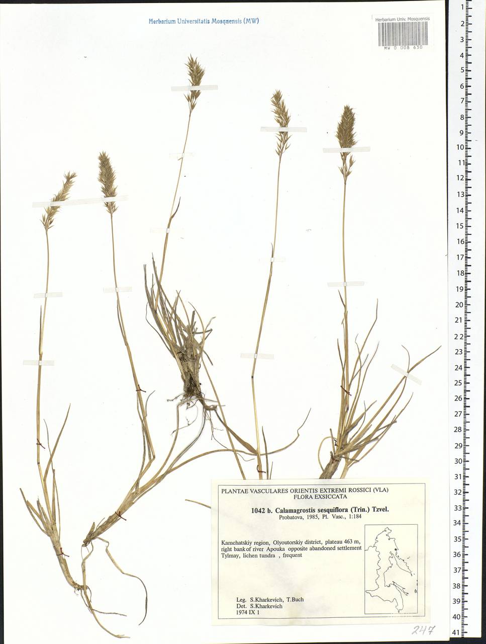 Calamagrostis sesquiflora (Trin.) Tzvelev, Siberia, Chukotka & Kamchatka (S7) (Russia)