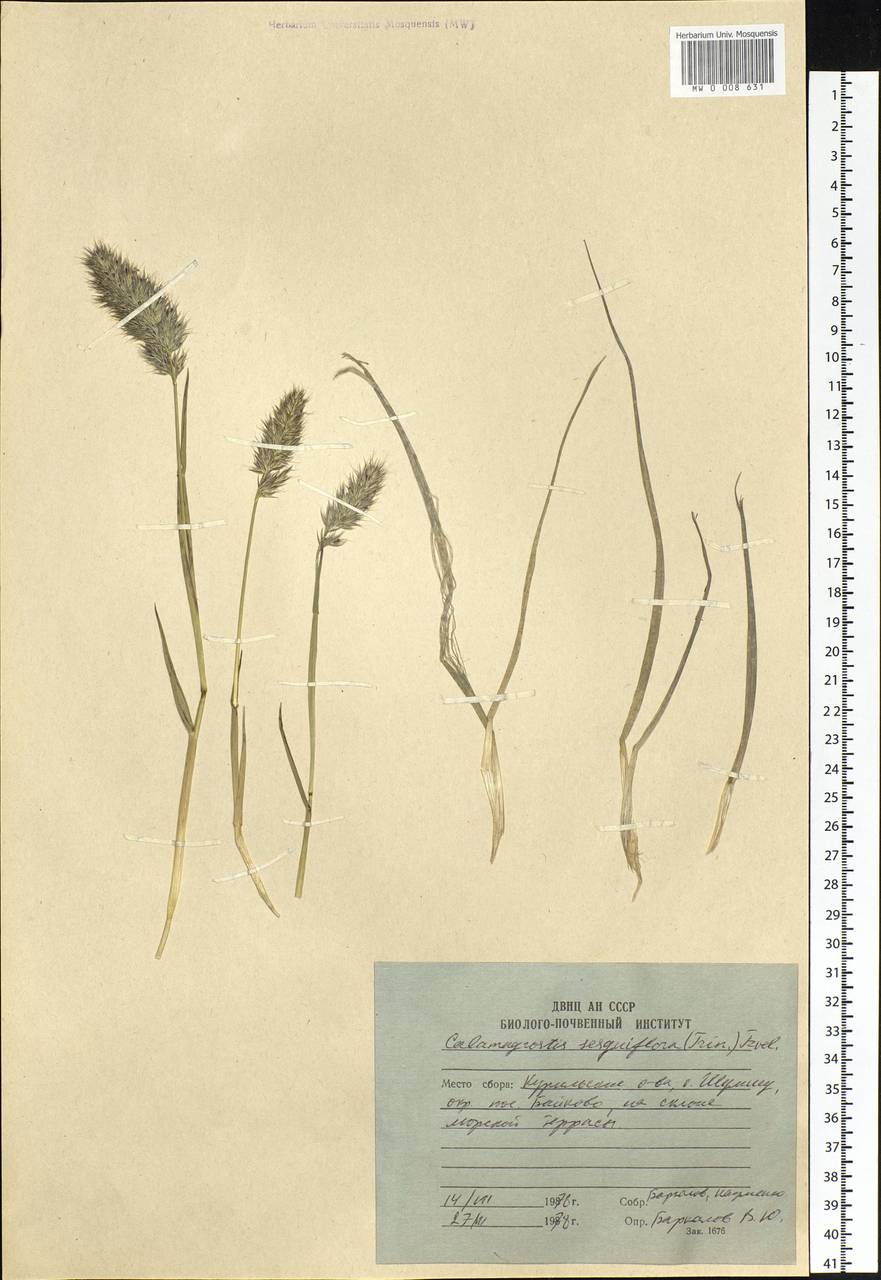 Calamagrostis sesquiflora (Trin.) Tzvelev, Siberia, Russian Far East (S6) (Russia)