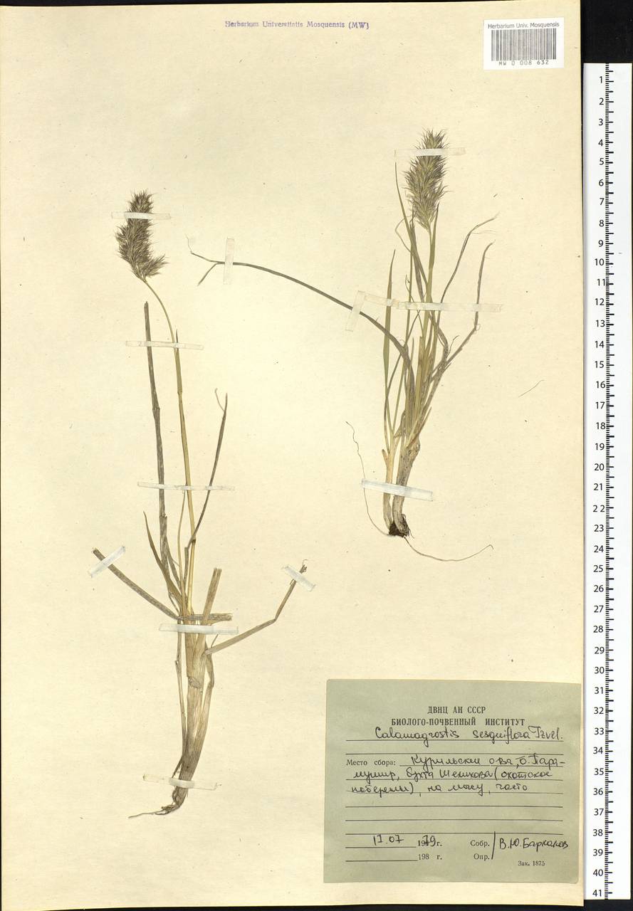 Calamagrostis sesquiflora (Trin.) Tzvelev, Siberia, Russian Far East (S6) (Russia)