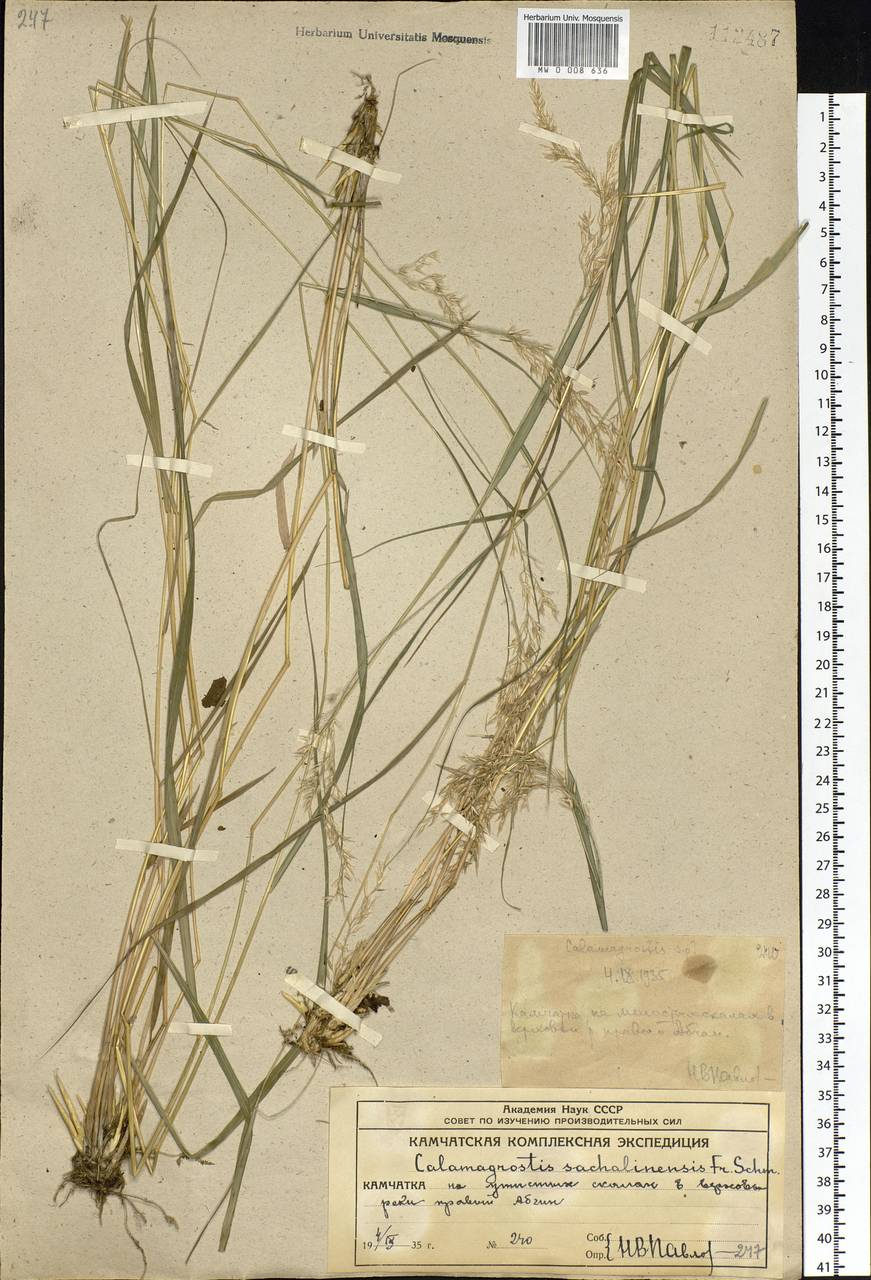 Calamagrostis sachalinensis F.Schmidt, Siberia, Chukotka & Kamchatka (S7) (Russia)