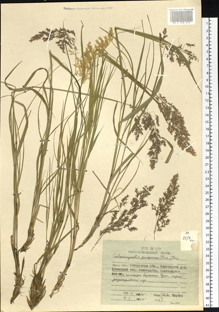 Calamagrostis purpurea (Trin.) Trin., Siberia, Chukotka & Kamchatka (S7) (Russia)