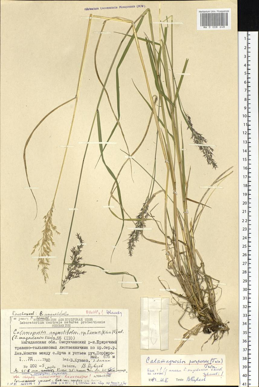 Calamagrostis purpurea (Trin.) Trin., Siberia, Chukotka & Kamchatka (S7) (Russia)