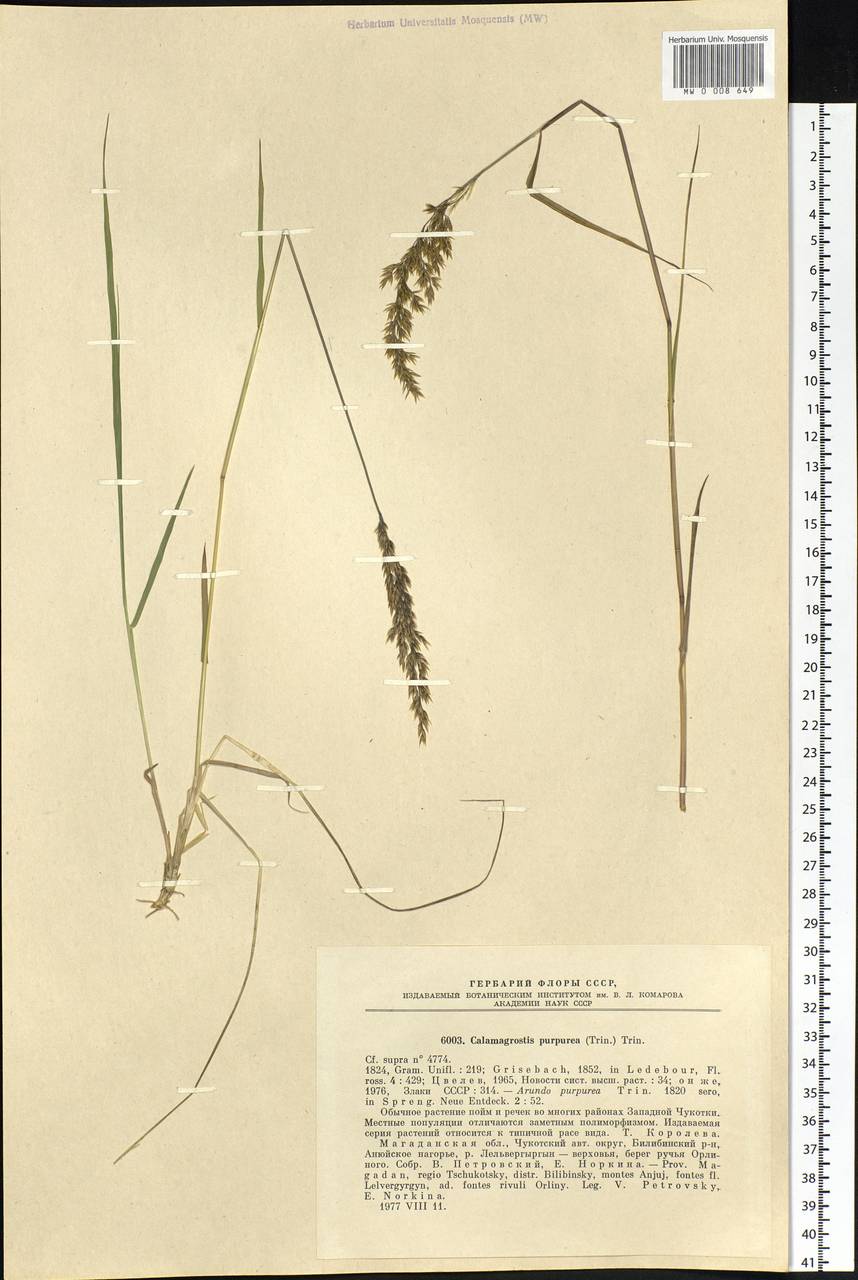 Calamagrostis purpurea (Trin.) Trin., Siberia, Chukotka & Kamchatka (S7) (Russia)