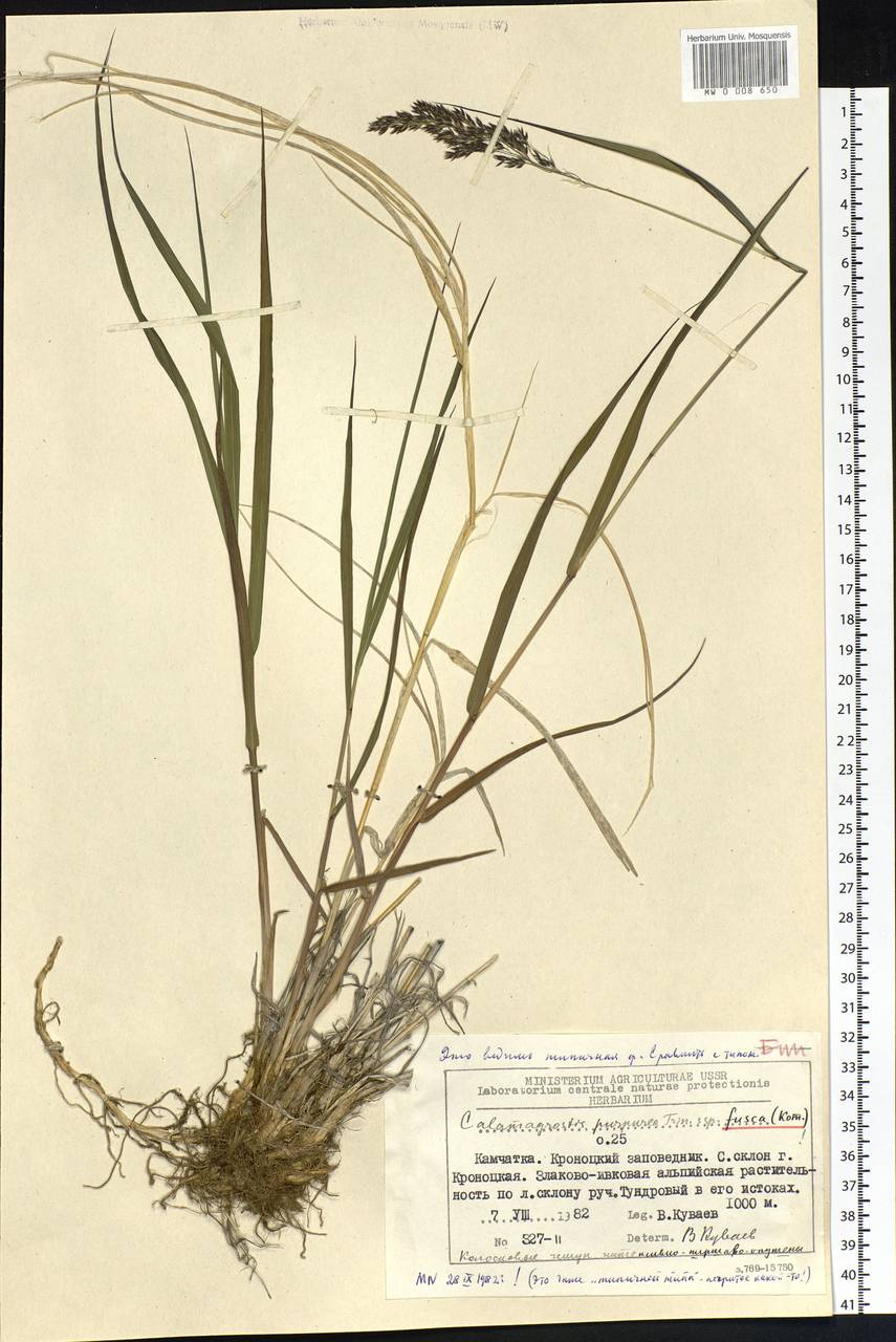 Calamagrostis purpurea (Trin.) Trin., Siberia, Chukotka & Kamchatka (S7) (Russia)