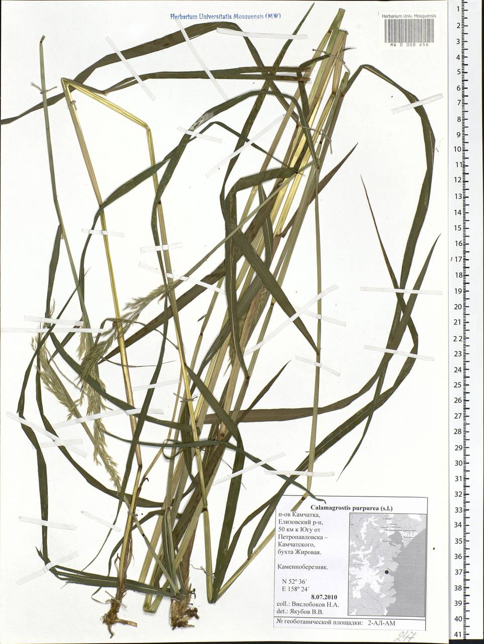 Calamagrostis purpurea (Trin.) Trin., Siberia, Chukotka & Kamchatka (S7) (Russia)