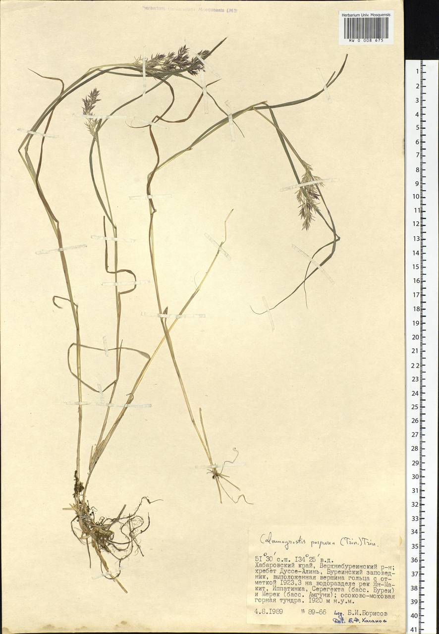 Calamagrostis purpurea (Trin.) Trin., Siberia, Russian Far East (S6) (Russia)