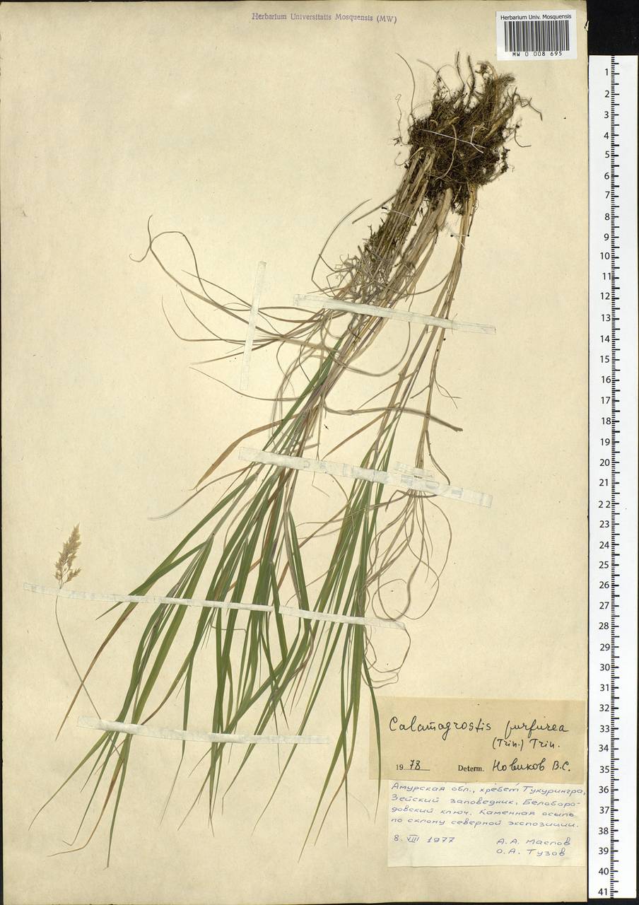 Calamagrostis purpurea (Trin.) Trin., Siberia, Russian Far East (S6) (Russia)