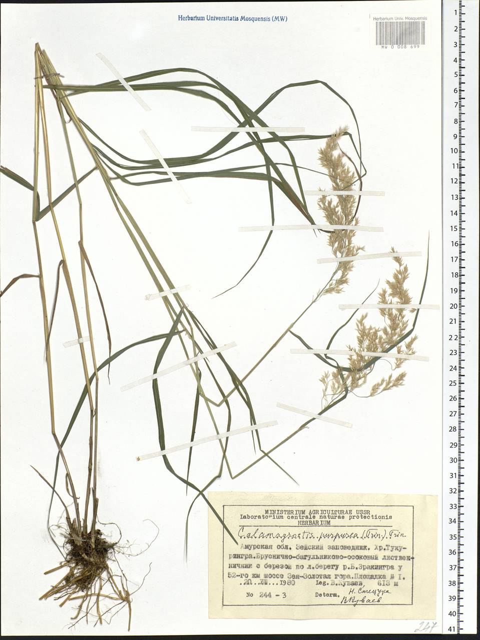 Calamagrostis purpurea (Trin.) Trin., Siberia, Russian Far East (S6) (Russia)