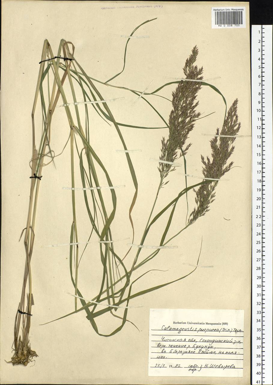 Calamagrostis purpurea (Trin.) Trin., Siberia, Baikal & Transbaikal region (S4) (Russia)
