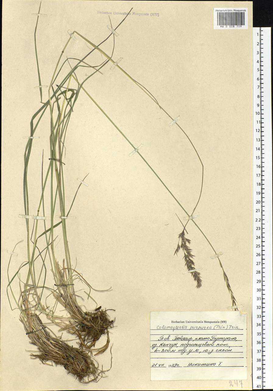 Calamagrostis purpurea (Trin.) Trin., Siberia, Central Siberia (S3) (Russia)