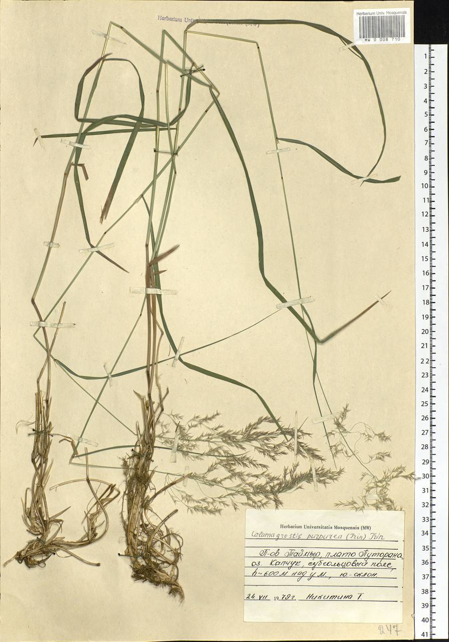 Calamagrostis purpurea (Trin.) Trin., Siberia, Central Siberia (S3) (Russia)