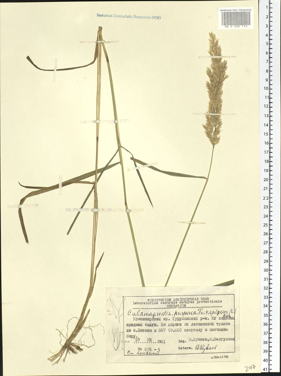 Calamagrostis purpurea (Trin.) Trin., Siberia, Central Siberia (S3) (Russia)