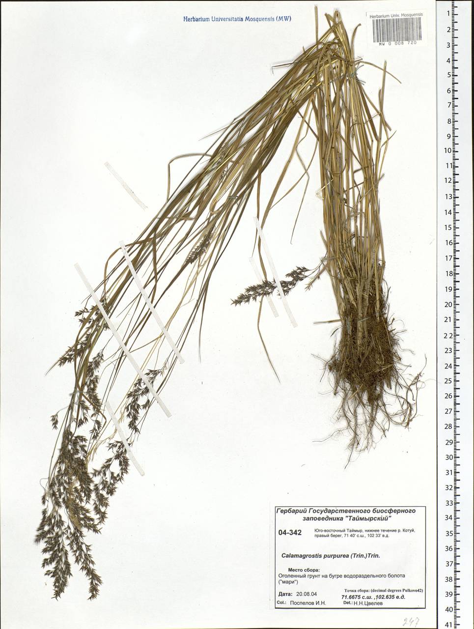 Calamagrostis purpurea (Trin.) Trin., Siberia, Central Siberia (S3) (Russia)