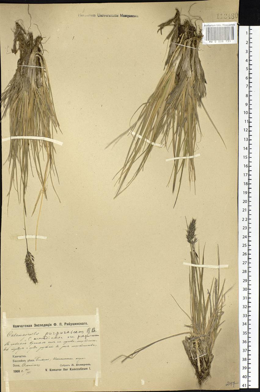 Calamagrostis purpurascens R.Br., Siberia, Chukotka & Kamchatka (S7) (Russia)