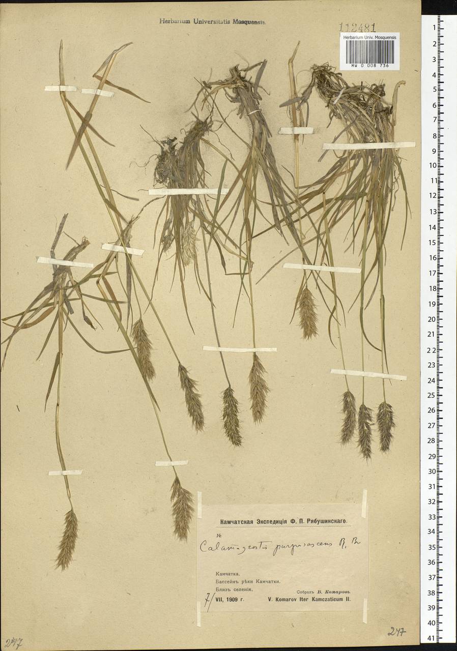 Calamagrostis purpurascens R.Br., Siberia, Chukotka & Kamchatka (S7) (Russia)