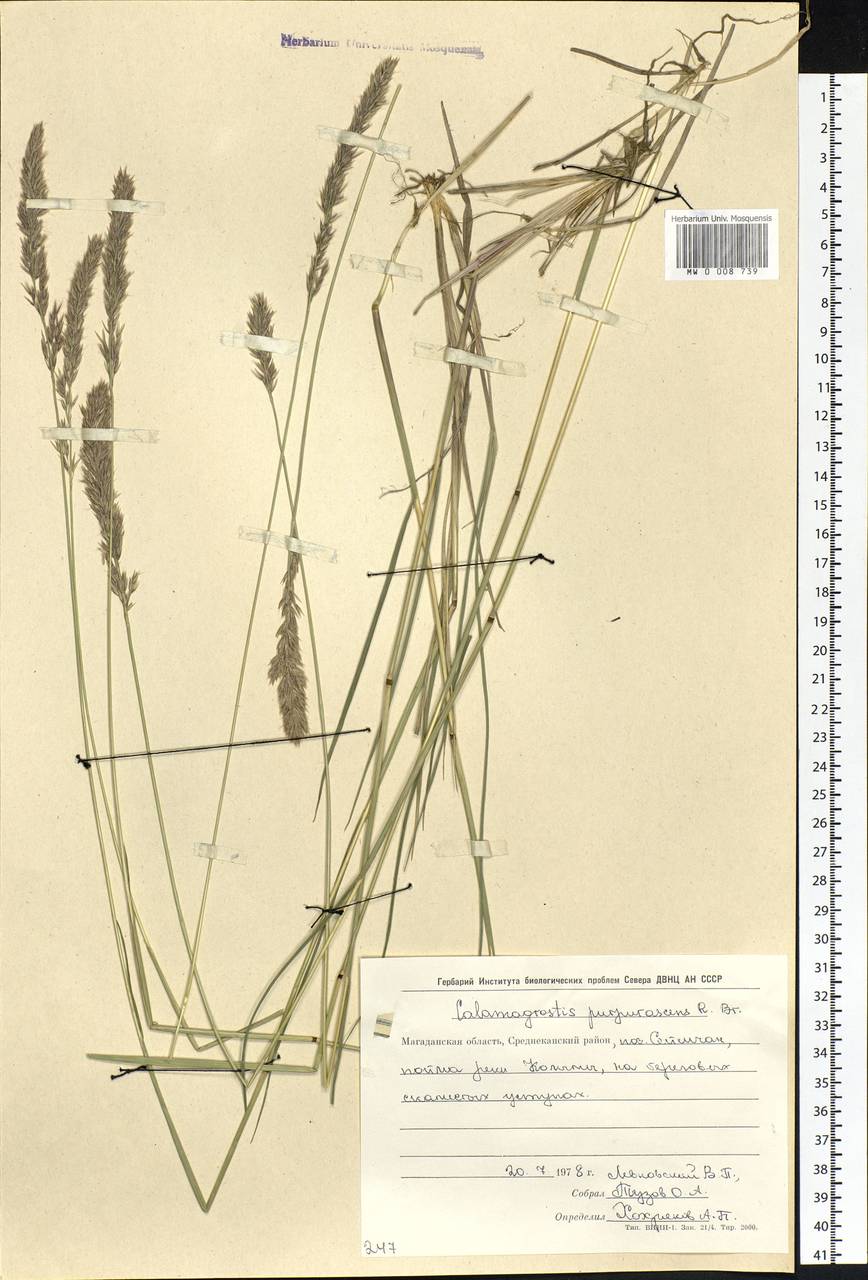 Calamagrostis purpurascens R.Br., Siberia, Chukotka & Kamchatka (S7) (Russia)