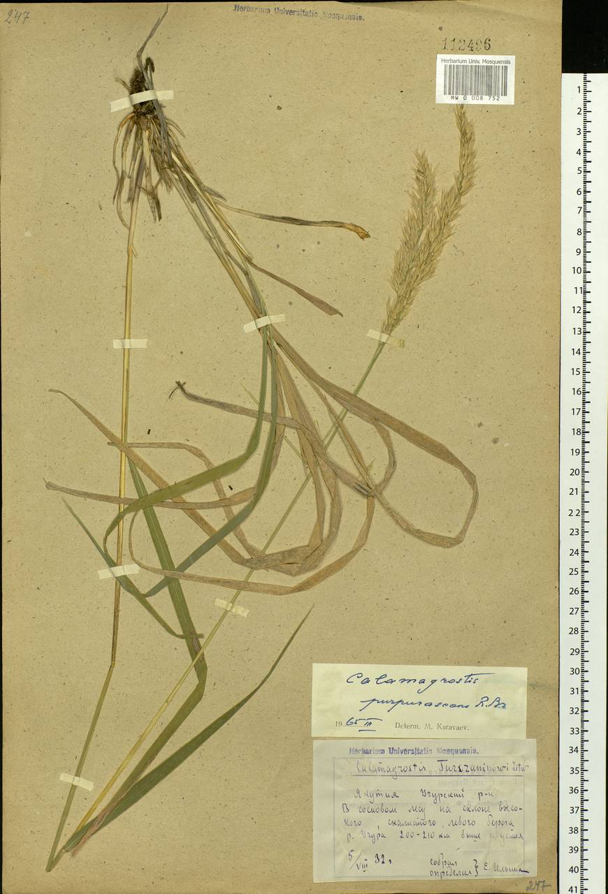 Calamagrostis purpurascens R.Br., Siberia, Yakutia (S5) (Russia)