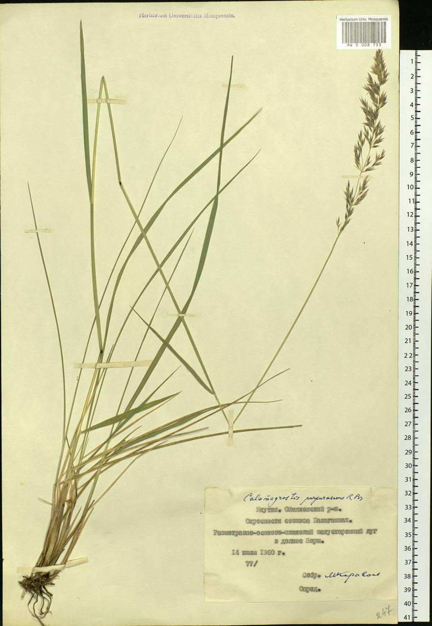 Calamagrostis purpurascens R.Br., Siberia, Yakutia (S5) (Russia)